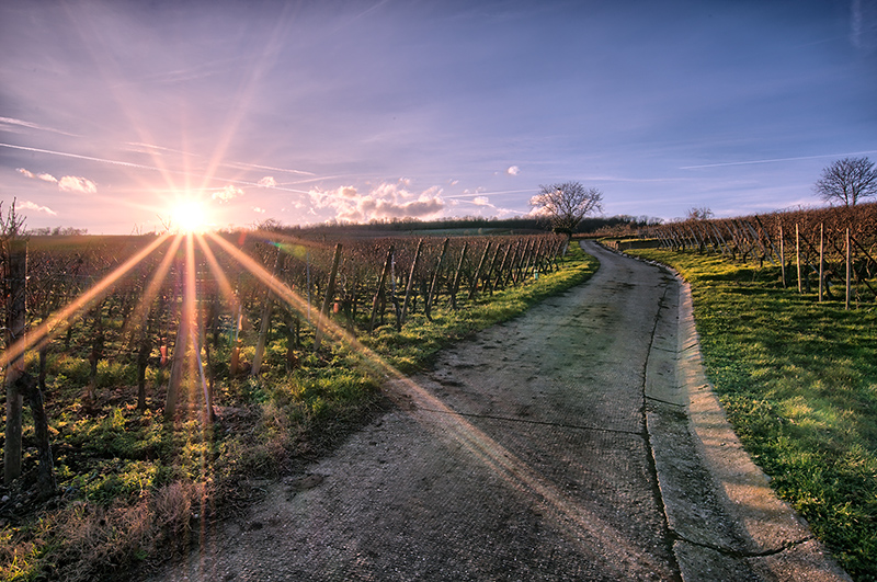 Contre-jour.jpg